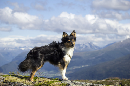 spartathesheltie:So high up she almost took off and flew away Bad Photoshop but I couldn’t hel