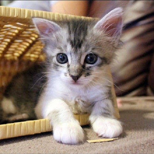 A real basket case on We Heart It.