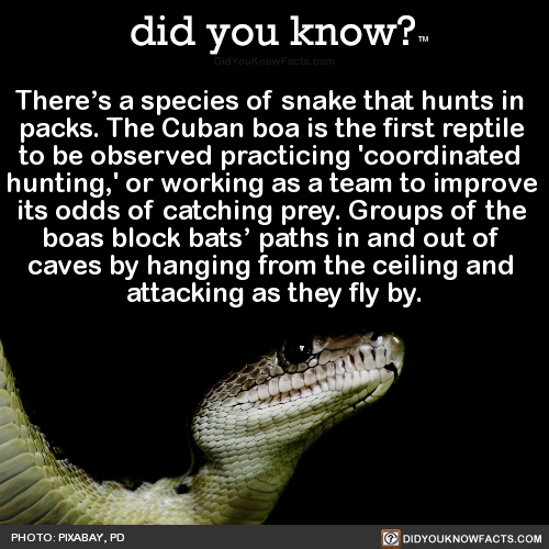 did-you-kno:  There’s a species of snake that hunts in  packs. The Cuban boa is the first reptile  to be observed practicing ‘coordinated  hunting,’ or working as a team to improve  its odds of catching prey. Groups of the  boas block bats’ paths