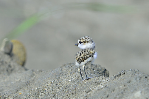 avianeurope:Kentish Plover (Charadrius alexandrinus) »by チンさん (1|2) #IS THIS REAL? TRULY? THIS IS AN