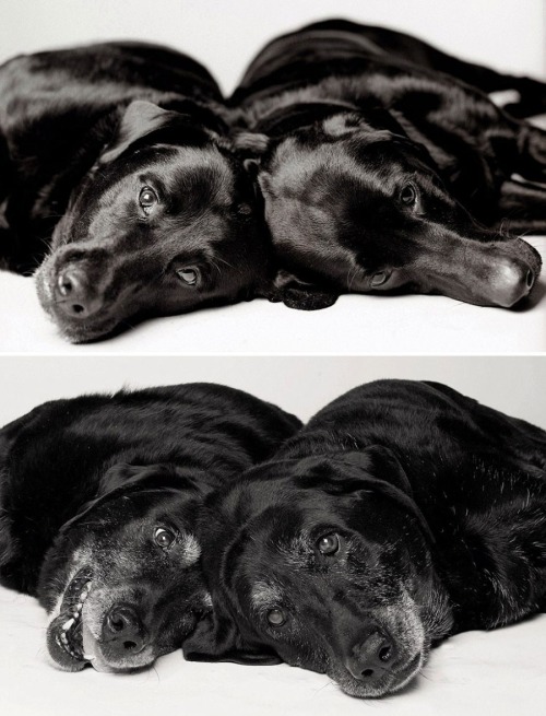 zooophagous:  ithelpstodream:  Amanda Jones has dedicated the past 20 years to an incredible  photography project which aims to show just how fleeting the lives of  our beloved pets are.  Ok first of all how dare you 