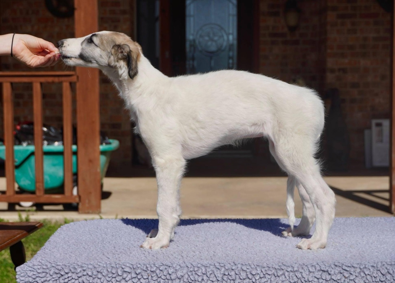 what does a 2 month old silken windhound puppy like to eat