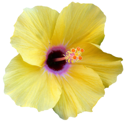 transparent-flowers:Yellow Hibiscus. Hibiscus