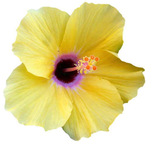 Porn photo transparent-flowers:Yellow Hibiscus. Hibiscus