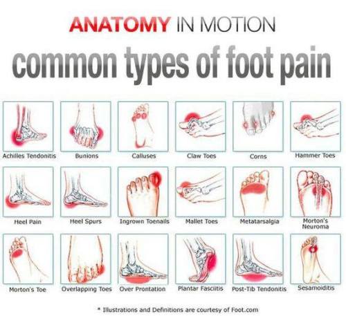 anatomyandphysiology101: www.learninghumananatomy.com