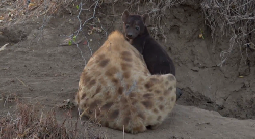 phoenixsparks: melancholyprince: finally got to see one of Gwen’s cubs on the safariLIVE strea