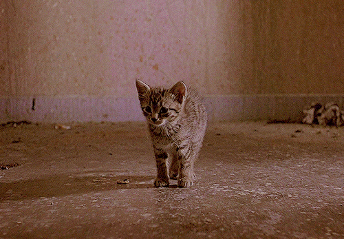 stevienick:✫ CATS IN FILM (5 / ∞)Practical Magic (1998)The Mummy (1999)Little
