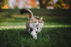 aistrale:  Cat Walk by .monodrift on Flickr. 