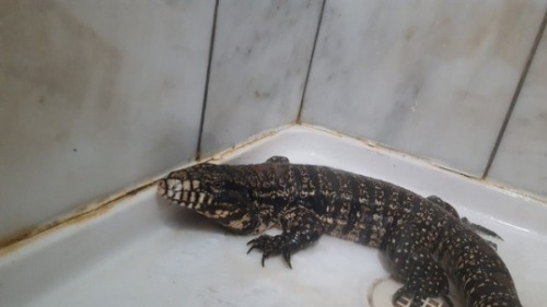 calleo:To the person who dumped this tegu to die in the Wisconsin winter: Fuck you. I’m pretty sure 