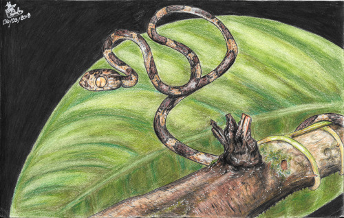 "Stalker In The Night"