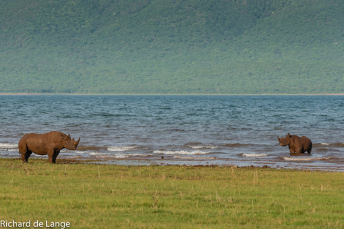 Stunning photos of a black rhino face-off between the rhino bull and younger competitor. Although ba