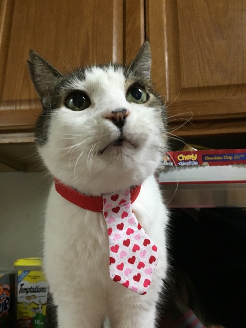 catsbeaversandducks:Successful Business Cats Who Have a Message for You“Bad news. I need you to work on Caturday.”Photos via Cats in Business Attire