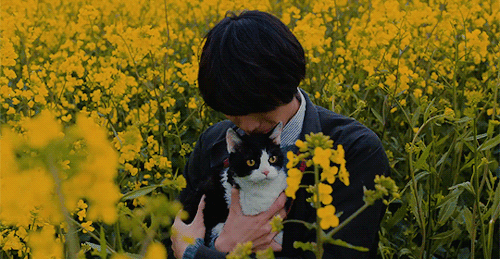 yeeunshorthair:the travelling cat chronicles ‘tabineko ripoto (旅猫リポート)’ dir. by koichiro