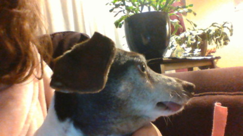 Cuddle blep! His tongue bleps due to a lack of teeth