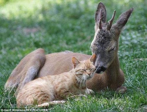 feuilletoniste:I was initially concerned upon seeing these photos, since cats and deer don’t really 