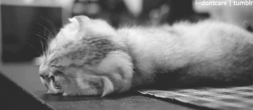 santi4g0:  Cat
