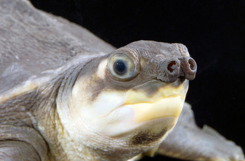 thewondersofanimals: Pig-nosed Turtle More Info and Source