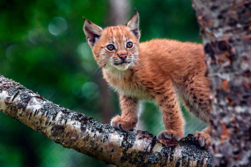 laughterkey:adulthoodisokay:sirpeter64:A lynx climbs a tree at the Langedrag Nature Park in Norway. 