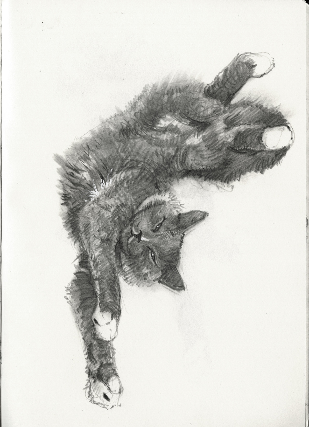 Thomas Elliott — Cute cat scribble. Sometimes I draw nice things...