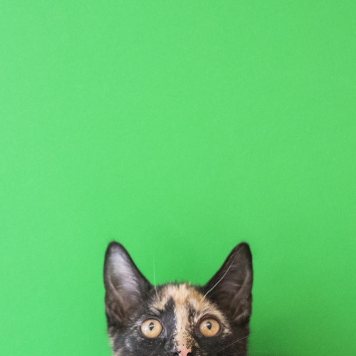princesscheeto:For more info on these guys, visit aspca.org/novempurr or visit the Adoption Center @