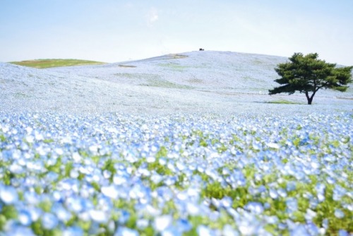 Hitachi Seaside Park (国営ひたち海浜公園)This park is especially famous for its baby blue-eyes flowers.Just b