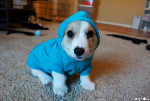 corgnelius:  Throwback Thursday- Corgnelius reppin’ that Stump Life. 