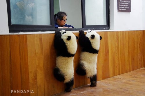 soinlovewithpandas: Shuang Hao and Qi Xi in China on April 9, 2015.© Pandapia 萌萌哒