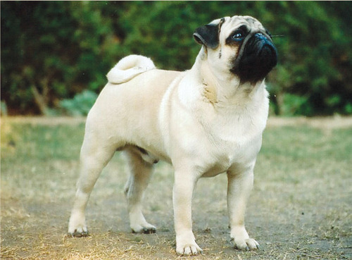 maggle:  thenimbus:  if pugs were pokemon, they would evolve into boxers.I mean come on  those faces  Would that mean Bullmastiffs are it’s final evolution?  I mean  ?? 