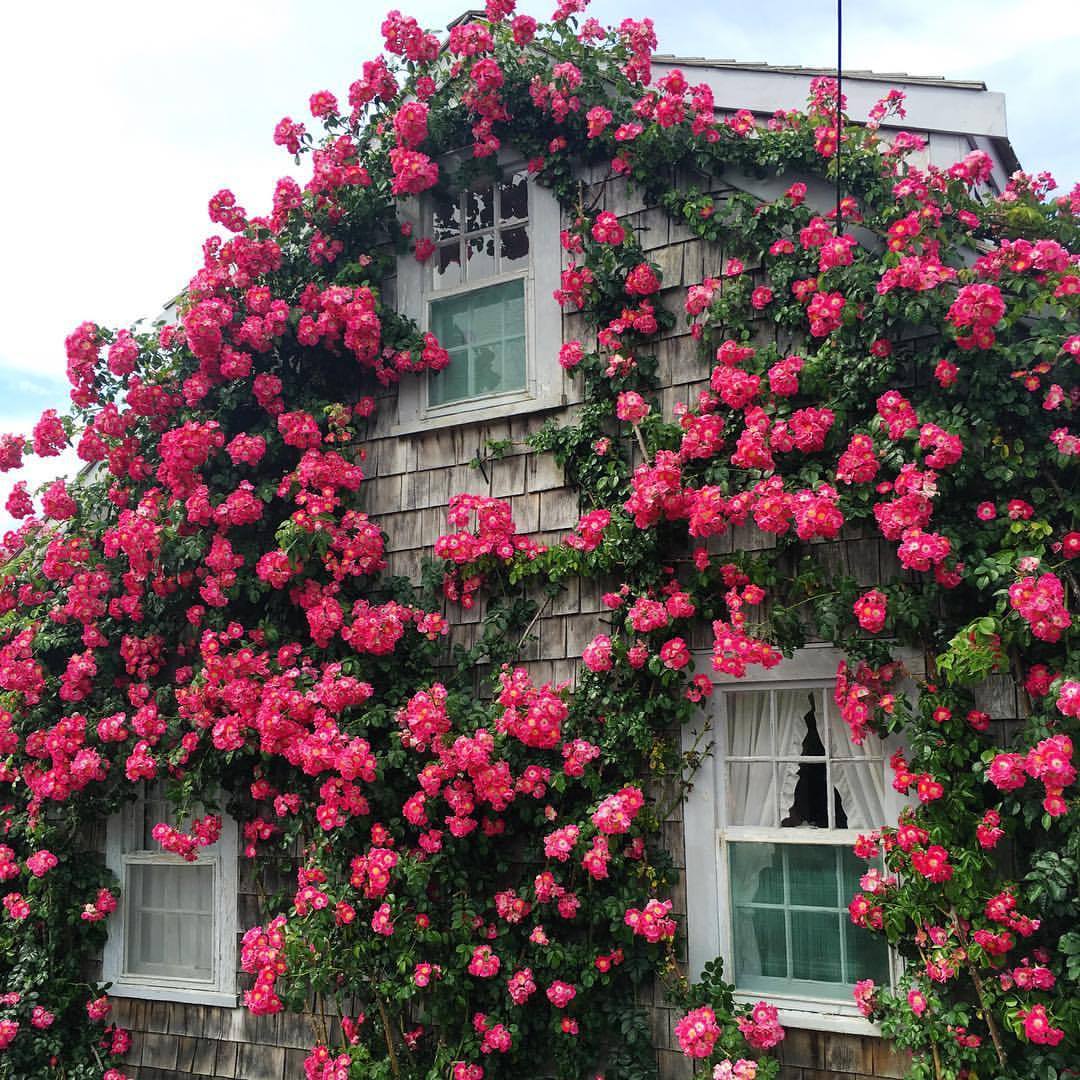 southern❁❀✿