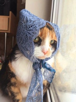 catasters: