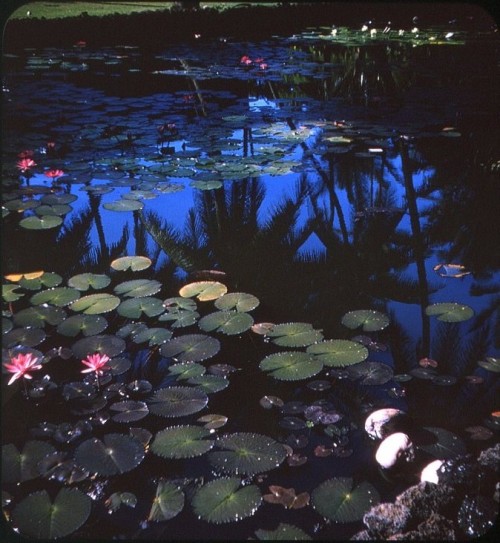 twoseparatecoursesmeet: Lilypads and Reflection, Hawaii, 1960s Bruce Thomas
