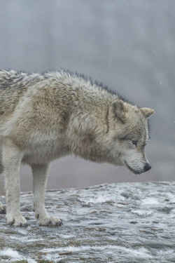 captvinvanity:  Wolf in fog | Photographer