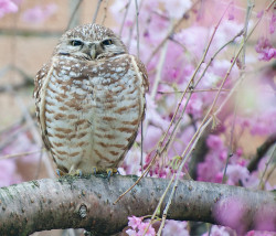 cloudyowl:  Burrowing Owl by Dan Hershman