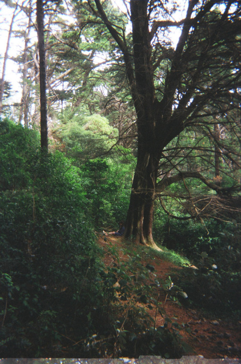vintageux:  vintage/nature