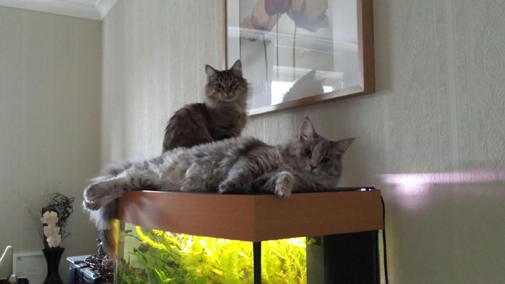 cute-overload:  Cats on their fishtankhttp://cute-overload.tumblr.com