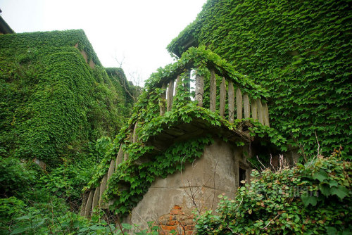 innocenttmaan:  Shengsi, an archipelago of almost 400 islands at the mouth of China’s Yangtze river, holds a secret shrouded in time – an abandoned fishing village being reclaimed by nature. These photos by Tang Yuhong, a creative photographer based