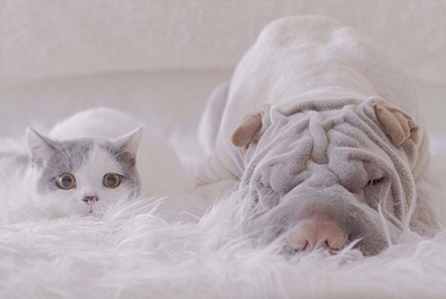 kathereal: awesome-picz:   World’s Most Photogenic Shar Pei And His Cat Are The Best Friends Ever  @