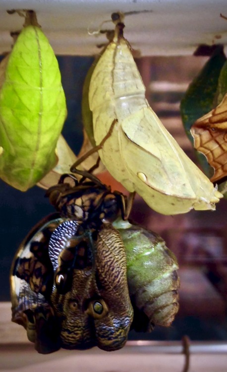 Narrow-banded owl (Opsiphanes tamarindi)The stages after emerging from a chrysalis. 