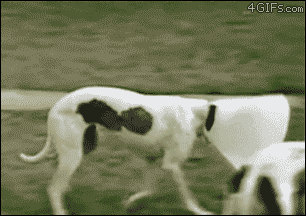 glow-iridiscente:  crazycatshipper:  Turning a negative into a positive: cone dog addition  hahahaha FUCK YOU BITCHES!