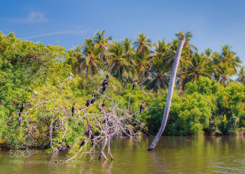 Dutch canal in Negombo. by emzet70