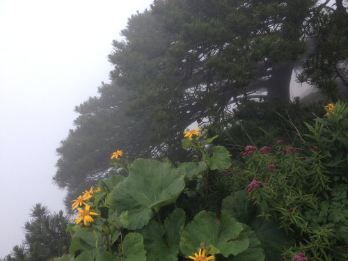 90377: Huangshan (Yellow Mountain) - Foggy Hike by Catherine Frisbie