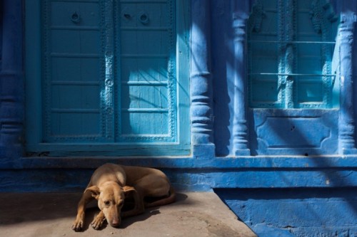 baijara:nubbsgalore:the indian city of jodhpur, otherwise known as the blue city, located in the centre of rajasthan. photos by (click pic) marji lang, adam rose, jim zuckerman, mahesh balasubramanian and steve mccurry  arabaean inspi