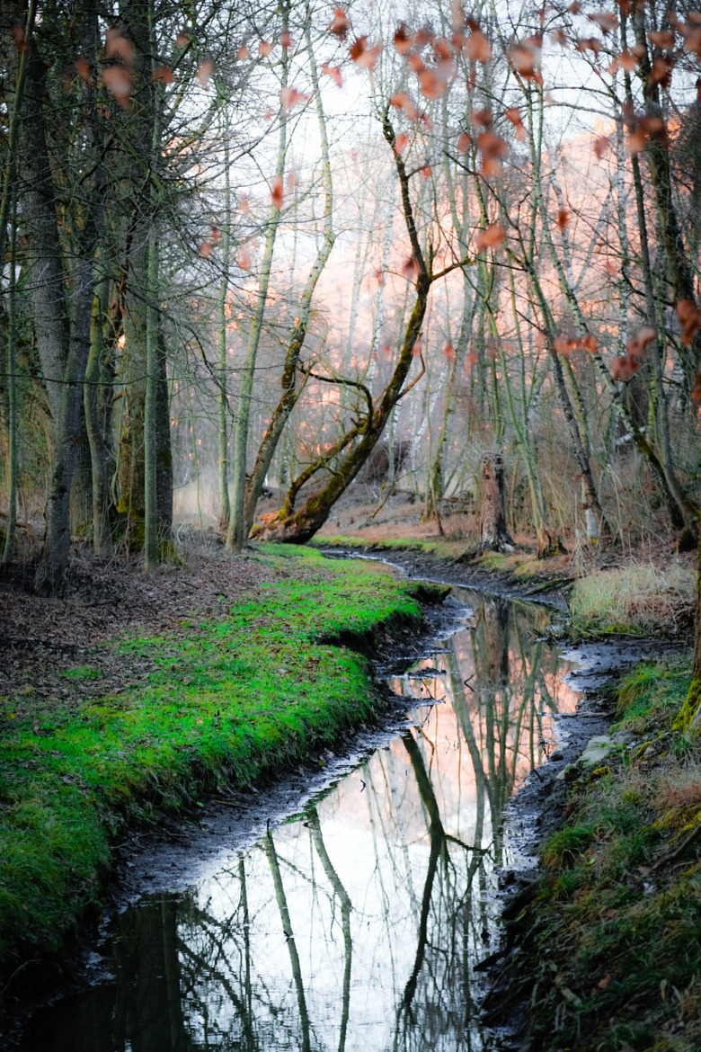 wowtastic-nature:  💙 enchanted forest by abreu alves on 500px○  Canon EOS