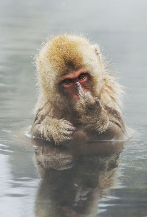 mstrkrftz: Japanese Macaque showing middle finger | Jari Peltomäki