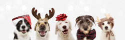 cpahlow:Christmas Dogs