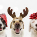cpahlow:Christmas Dogs
