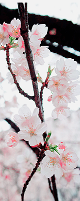 yuffii:  Sakura (by Hamachi!) 