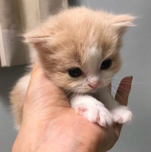 kitty:  ADSHJAJSDGJHAFG