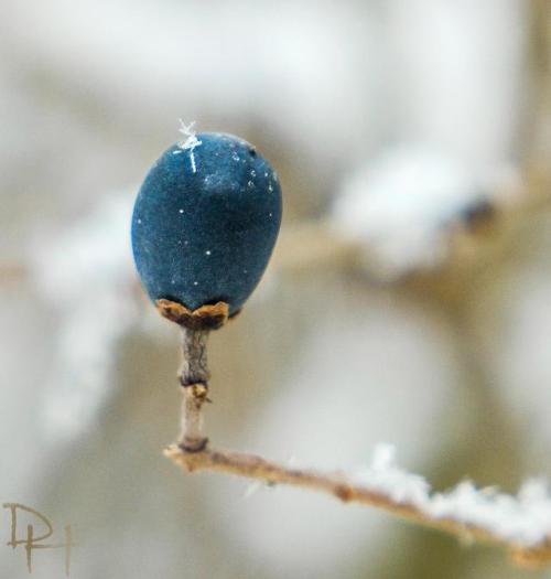 Frozen Berry - Arlington Great Meadows - Lexington,MA [1773x1861][OS][OC]