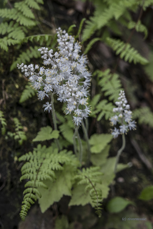 riverwindphotography:Foamflowers (Tiarella cordifolia) spring from the forest floor, Stony Brook Sta